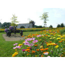 Blumenwiese "Bunte Mischung" 30m²